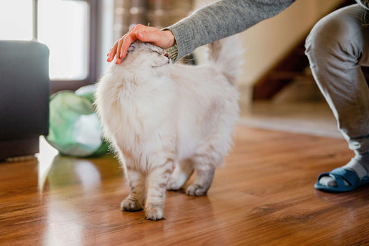 How to Keep Your Cat Entertained Indoors Pet Savers