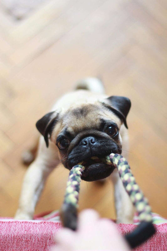 What to Put in a New Puppy Starter Kit – Shop &amp; Checklist Included! Pet Savers
