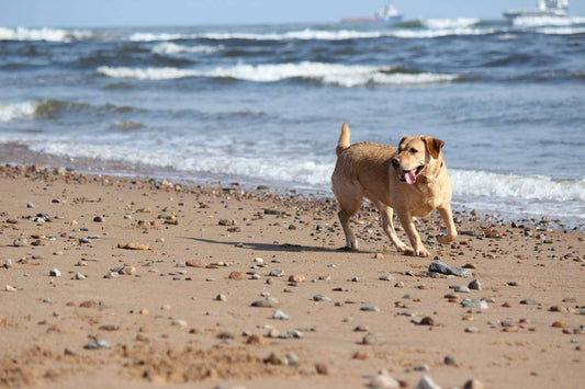 7 Super Ways to Keep Your Dog Fit and Healthy Pet Savers