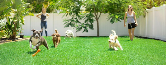 Paralysis Ticks in Queensland: Protect Your Pet Year-Round
