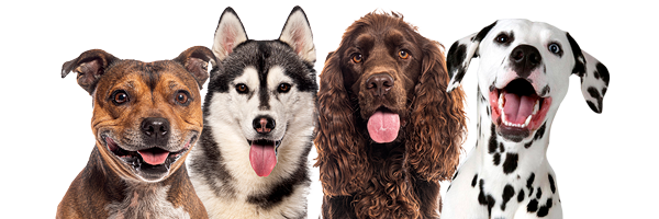Dogs