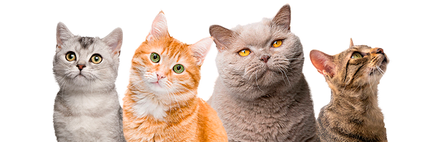 Cats
