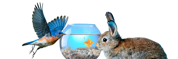 Small Animals