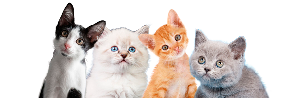 Kitten Pet Savers