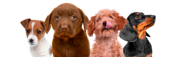 Puppies Pet Savers