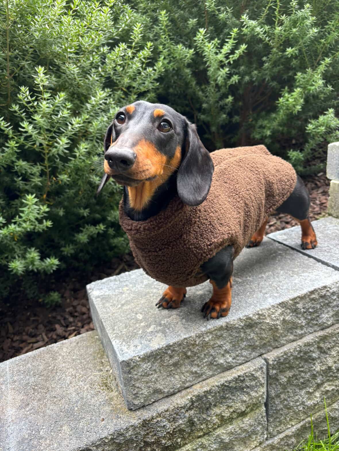 Teddy Fleece Doxie Coat