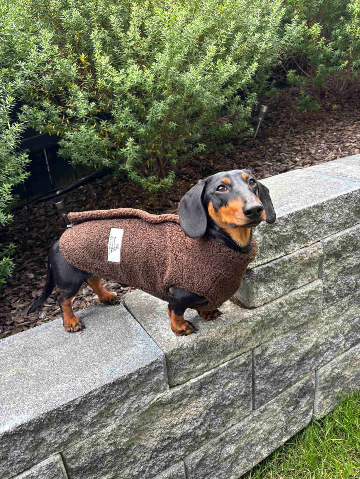 Teddy Fleece Doxie Coat
