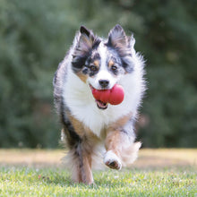 Kong Classic Dog Toy King
