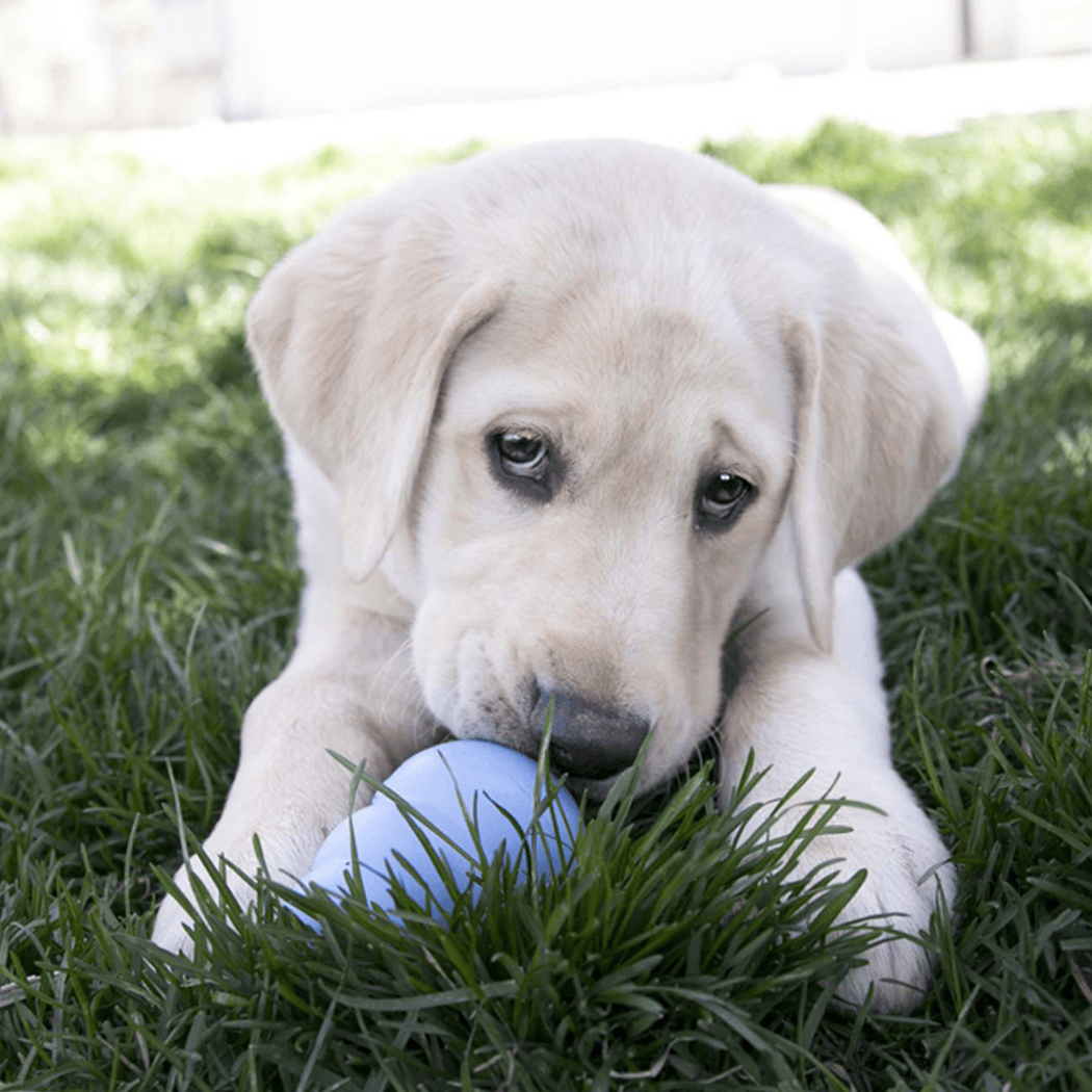 KONG Dog Toy & Treat Bundle - Puppies