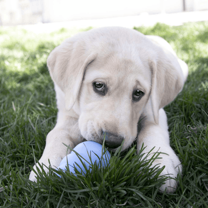 KONG Dog Toy & Treat Bundle - Puppies