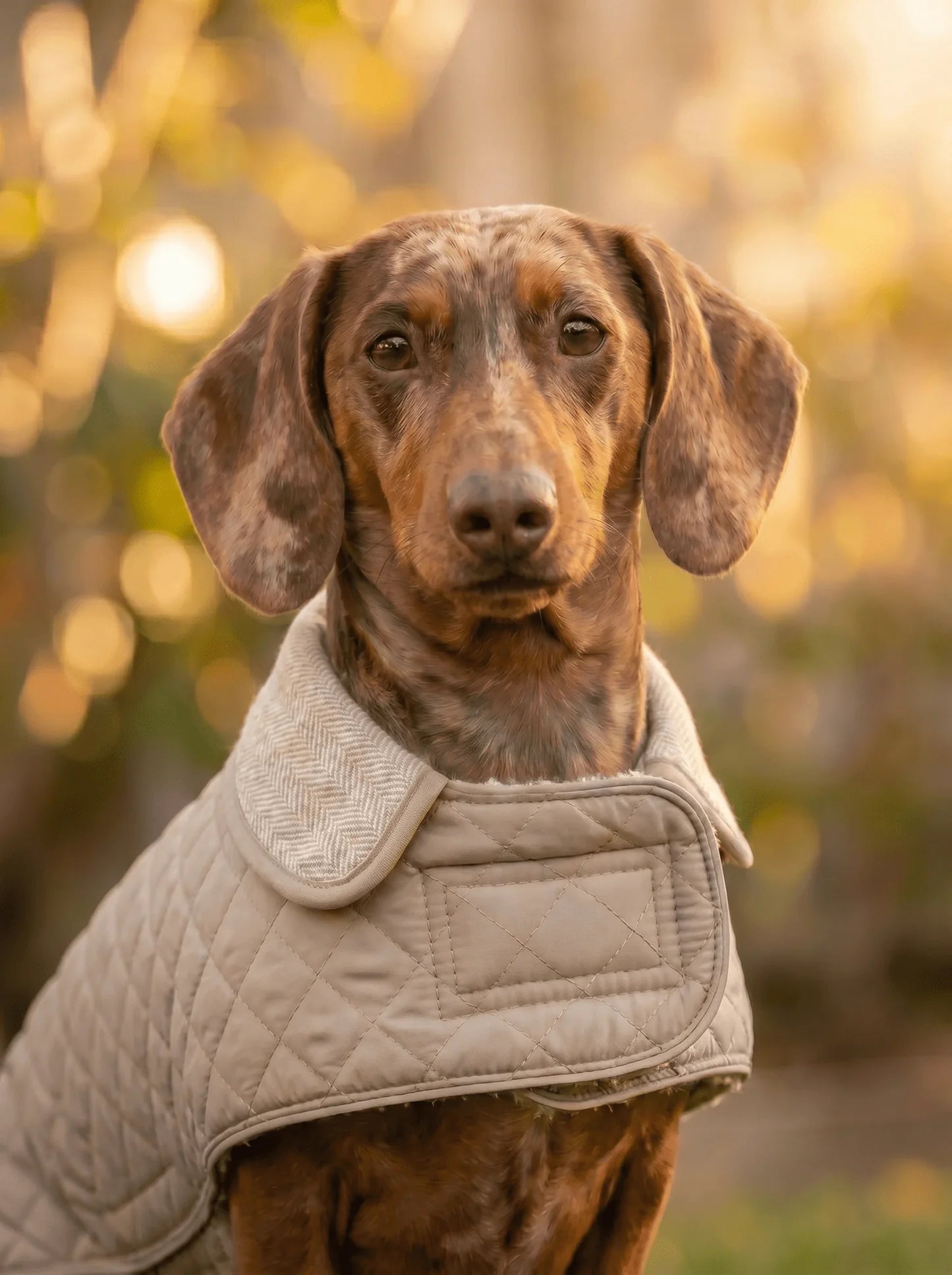 Dachshund Quilted Fleece Jackets