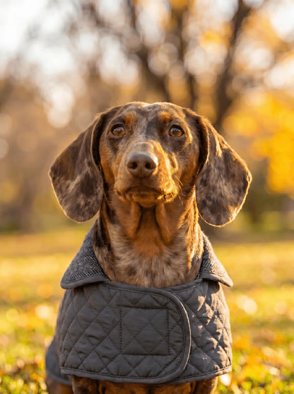 Dachshund Quilted Fleece Jackets