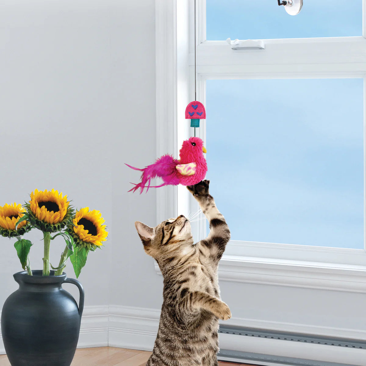 KONG Cat Window Teaser