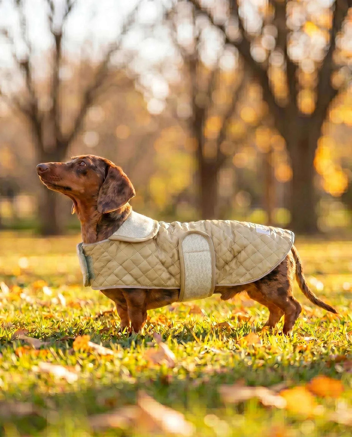 Dachshund Quilted Fleece Jackets Pet Savers
