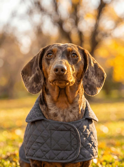 Dachshund Quilted Fleece Jackets Pet Savers