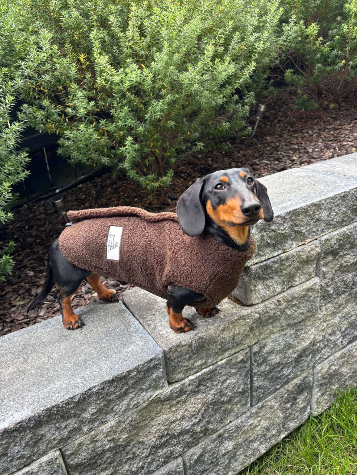 Teddy Fleece Doxie Coat Pet Savers
